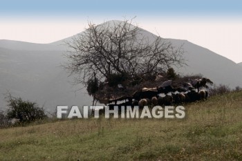 Achaia, sheep, Northern, Greece