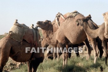 Camel, animal, transportation, shipping, hauling, camels, animals, transportations