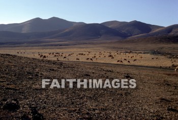 haran, turkey, cattle, animal, creation, nature, Worship, background, Presentation, turkeys, animals, creations, natures, presentations