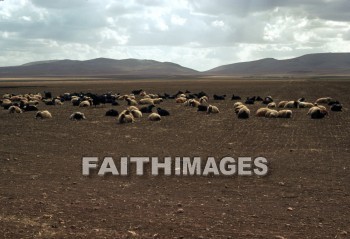 bedouin, sheep, Flock, grazing, haran, field, wealth, Abram's, home, town, flocks, fields, homes, towns