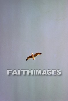 bird, creation, Worship, vertical, sea, gull, Smyrna, Izmir, turkey, birds, creations, seas, gulls, turkeys