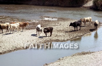 Nile, Pharoah, cow, animal, water, cattle, cows, animals, waters
