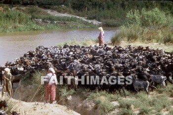 bedouin, woman, Goat, hair, stream, tent, cloth, women, goats, hairs, streams, tents, cloths