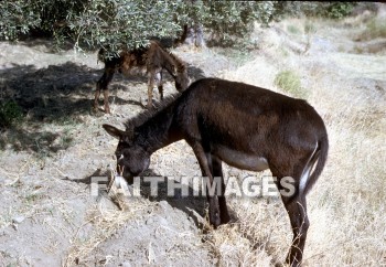 donkey, country, hill, plain, animal, transportation, hauling, Donkeys, countries, hills, plains, animals, transportations