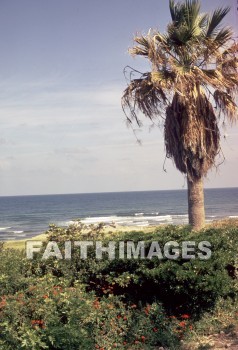 Zebulun, sea, Jacob, prophesied, palm, tree, ocean, Mediterranean, seas, palms, trees, oceans