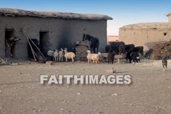 haran, turkey, Mesopotamia, Shepherd, pasture, Flock, sheep, cattle, horse, House, building, turkeys, shepherds, pastures, flocks, horses, houses, buildings
