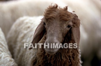 sheep, Jacob, laban, wool, riches, wealth, meat, wools, meats