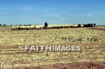 Goat, cluster, right, Flock, Shepherd, goats, clusters, rights, flocks, shepherds