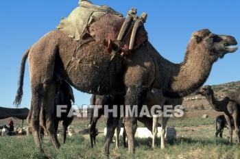 Camel, pack, animal, Supply, transportation, hauling, camels, packs, animals, supplies, transportations