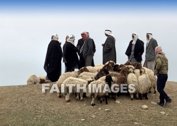 bedouin, brother, worked, leadership, son, birthright, Shepherd, sheep, brothers, sons, birthrights, shepherds