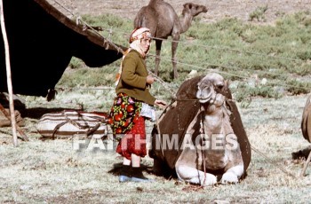 bedouin, mounted, Camel, kneeling, Posture, saddle, people, tent, camels, postures, saddles, peoples, tents