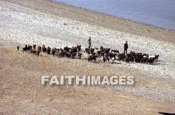 bedouin, work, Shepherd, sheep, honorable, occupation, Goat, animal, works, shepherds, occupations, goats, animals