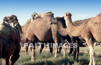 Camel, antioch, transportation, hauling, shipping, animal, camels, transportations, animals