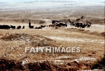 Negeb, Negev, Beersheba, wilderness, sheep, Shepherd, hill, Goat, animal, wildernesses, shepherds, hills, goats, animals