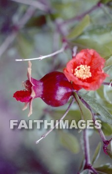 Promegranate, scarlet, flower, royalty, blossom, fruit, flowers, royalties, blossoms, fruits