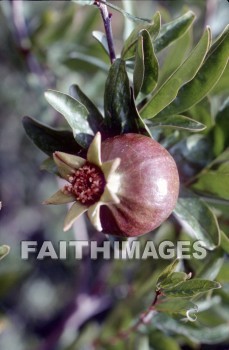 Pomegranate, symbol, fertility, scarlet, flower, blossom, fruit, pomegranates, symbols, flowers, blossoms, fruits