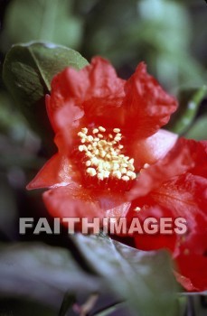 Promegranate, symbol, fertility, scarlet, flower, blossom, fruit, symbols, flowers, blossoms, fruits