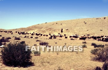 zin, Waterless, barren, plateau, wilderness, sheep, Shepherd, Goat, Israelites, crossed, Promised, land, plateaus, wildernesses, shepherds, goats, lands