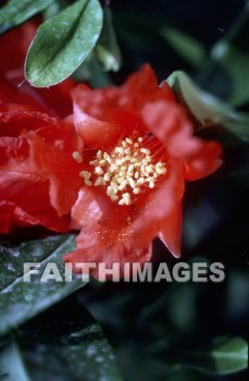 Pomegranate, plant, blossom, fruit, food, pomegranates, plants, blossoms, fruits, foods