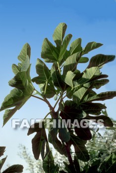 fig, plant, tree, leaf, fruit, Figs, plants, trees, leaves, fruits