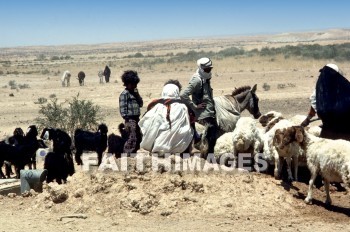 Shepherd, sheep, Goat, meat, milk, leading, following, shepherds, goats, meats, milks, followings