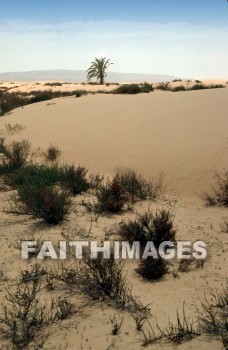 Negeb, Negev, vegetation, pasture, land, desert, palm, tree, vegetations, pastures, lands, deserts, palms, trees