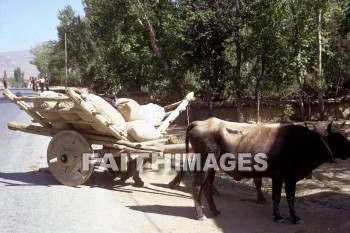 ox, cart, wagon, people, sack, grain, turkey, wheel, oxen, carts, wagons, peoples, sacks, grains, turkeys, wheels