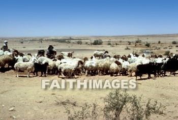 Goat, animal, sheep, Shepherd, leading, following, meat, milk, wool, animal, goats, animals, shepherds, followings, meats, milks, wools