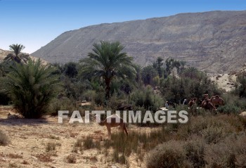 Kadesh-Barnea, Miriam, aaron, spy, Promised, land, Camel, animal, Spies, lands, camels, animals