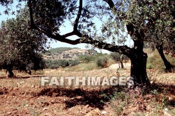 Taanach, Levite, Levitic, city, tree, cities, trees