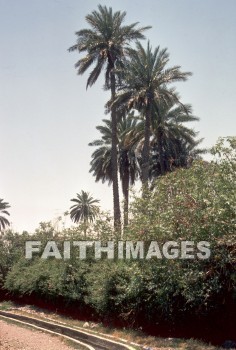 Jericho, tree, palm, trees, palms
