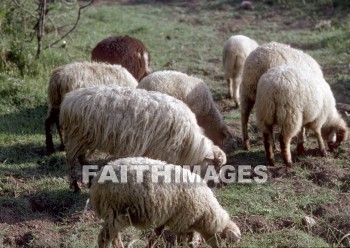 sheep, grazing, wool, meat, following, leading, animal, wools, meats, followings, animals