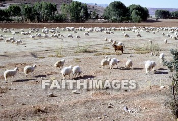 sheep, grazing, wool, meat, following, leading, animal, wools, meats, followings, animals