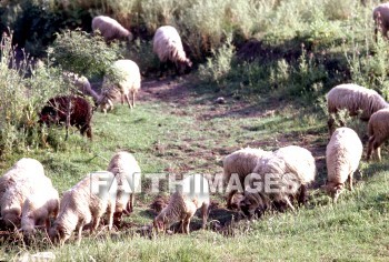 sheep, grazing, wool, meat, following, leading, animal, wools, meats, followings, animals