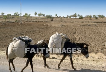 donkey, hauling, bundle, burden, transportation, animal, Donkeys, bundles, burdens, transportations, animals