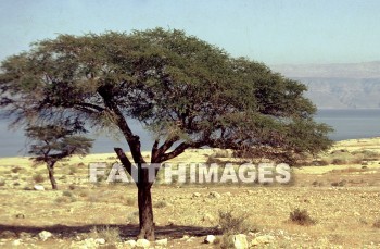 Moab, mountain, sea, dead, Judea, wilderness, tree, creation, nature, Worship, mountains, seas, wildernesses, trees, creations, natures