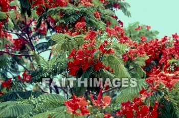 flower, Israel, flowering, vegetation, leaf, creation, nature, flowers, vegetations, leaves, creations, natures