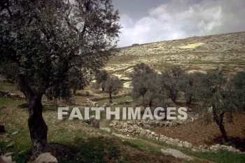 Esthemoa, hill, rock, fence, Olive, tree, hills, rocks, fences, Olives, trees