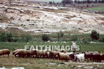 Esthemoa, sheep, Shepherd, field, pasture, hill, following, leading, meat, woll, animal, shepherds, fields, pastures, hills, followings, meats, animals