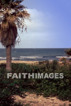 Mediterranean, sea, mount, Carmel, shore, tree, palm creation, nature, seas, mounts, shores, trees, natures