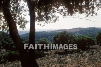 Carmel, mount, mountain, tree, mounts, mountains, trees