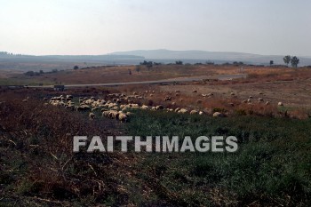 Aijalon, Valley, Shephelah, sheep, road, grazing, field, hill, animal, valleys, roads, fields, hills, animals