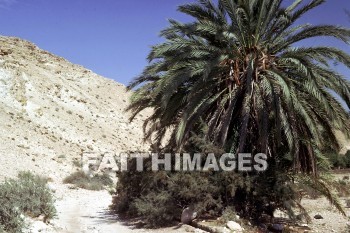 Kadesh, Barnea, palm, tree, spy, Search, Promised, land, palms, trees, Spies, Searches, lands