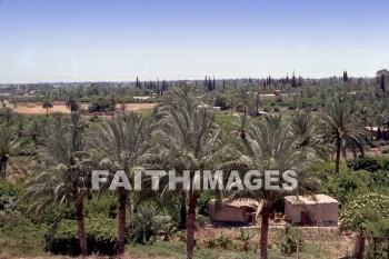 Jericho, Elisha, spring, House, hut, palm, tree, land, garden, springs, houses, huts, palms, trees, lands