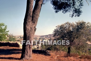 hebron, abraham, mamre, oak, tree, city, town, village, hill, House, home, building, oaks, trees, cities, towns, villages, hills, houses, homes, buildings