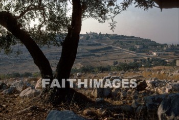 Beth-horon, upper, modern, city, levitical, tree, hill, rock, moderns, cities, trees, hills, rocks