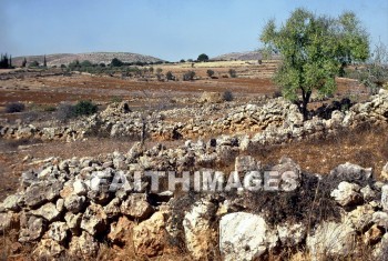 shiloh, Israelites, fence, rock, tree, altar, archaeology, ancient, culture, Ruin, tabernacle, fences, rocks, trees, Altars, ancients, cultures, ruins, tabernacles