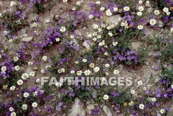 Ai, wildflower, creation, nature, Worship, background, Presentation, wildflowers, creations, natures, presentations