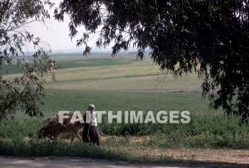 Eglon, woman, donkey, field, crop, work, creation, nature, Worship, background, Presentation, animal, women, Donkeys, fields, crops, works, creations, natures, presentations, animals