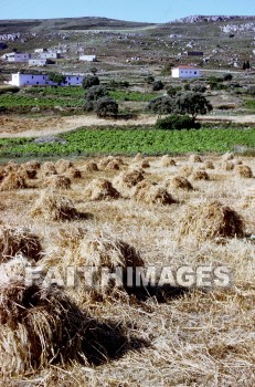 crete, Wheat, field, agriculture, harvesting, straw, hay, hill, House, building, farm, plant, fields, agricultures, straws, hays, hills, houses, buildings, farms, plants